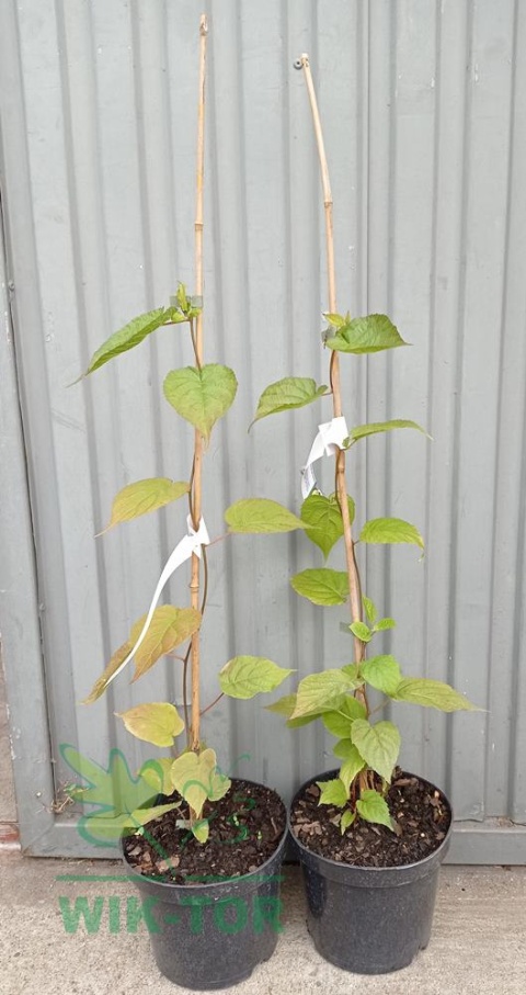 Aktinidia pstrolistna Zakarpacie