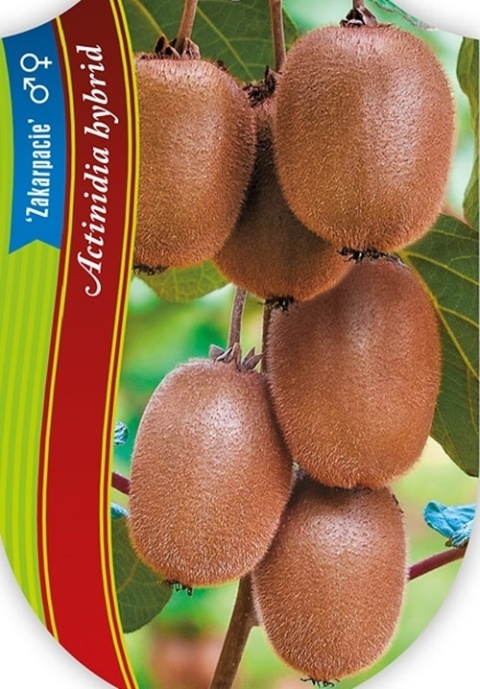 Aktinidia pstrolistna Zakarpacie