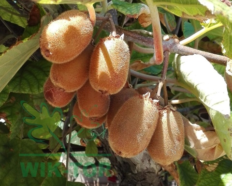 Aktinidia pstrolistna Zakarpacie