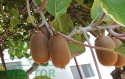 Aktinidia pstrolistna Zakarpacie