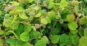 Aktinidia pstrolistna Zakarpacie