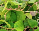 Aktinidia pstrolistna Zakarpacie
