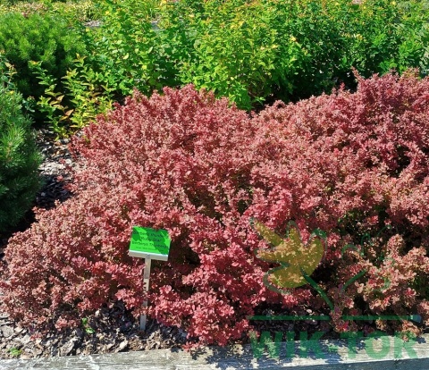 Berberys Thunberga Ruby Star