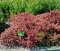Berberys Thunberga Ruby Star