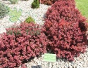 Berberys Thunberga Ruby Star