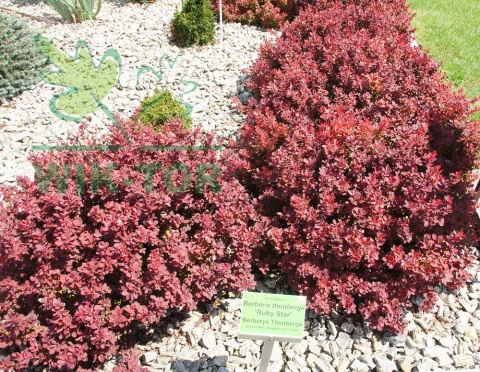Berberys Thunberga Ruby Star
