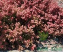 Berberys Thunberga Ruby Star
