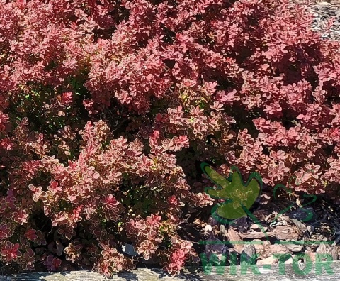 Berberys Thunberga Ruby Star
