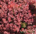 Berberys Thunberga Ruby Star