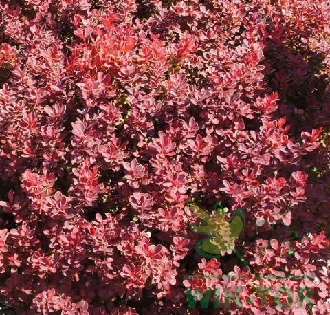 Berberys Thunberga Ruby Star