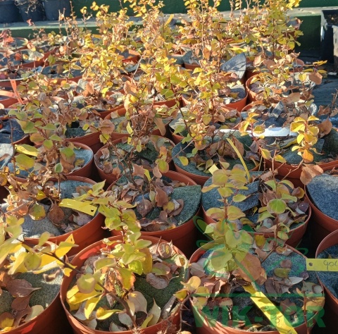 Berberys thunberga Golden Ghost