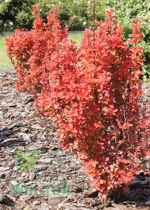 Berberys thunberga Orange Ice