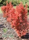 Berberys thunberga Orange Ice