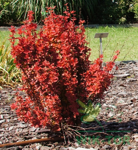 Berberys thunberga Orange Ice
