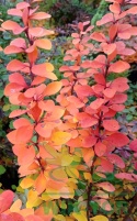 Berberys thunberga Orange Ice