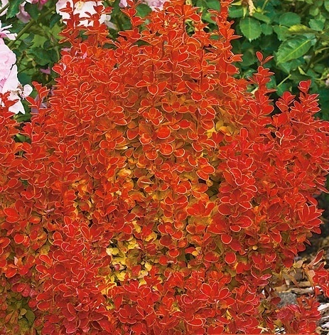 Berberys thunberga Orange Ice