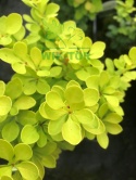 Berberys thunberga Golden Ghost