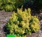 Berberys thunberga Golden Ghost