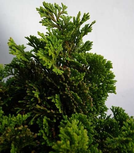 Cyprysik japoński Nana Gracilis