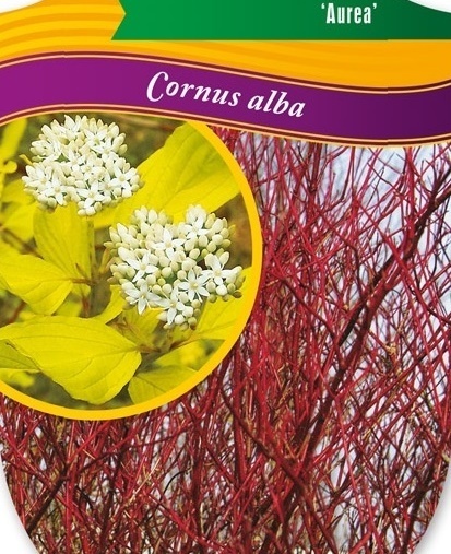 Dereń biały Aurea