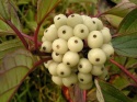 Dereń biały Siberian Pearls