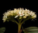 Dereń biały Siberian Pearls