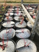 Dereń biały Siberian Pearls
