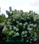 Hortensja bukietowa Limelight