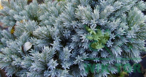 Jałowiec łuskowaty Blue Star