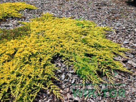 Jałowiec płożący Golden Carpet