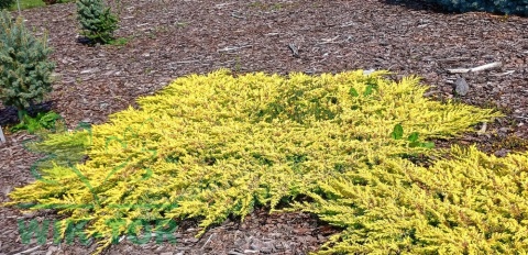Jałowiec płożący Golden Carpet