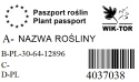 Jałowiec płożący Prince of Wales