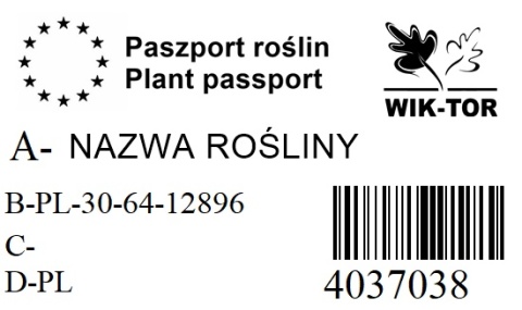 Jałowiec płożący Prince of Wales