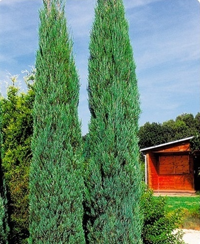 Jałowiec skalny Blue Arrow