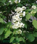 Kalina japońska Summer Snowflake