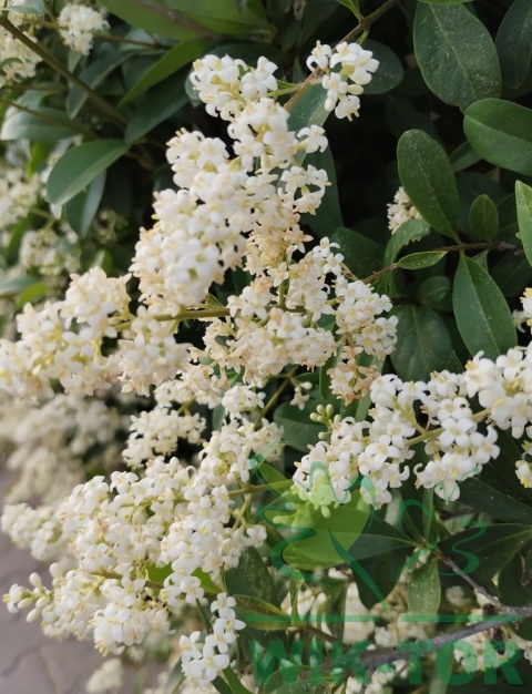 Ligustr pospolity 'Atrovirens'