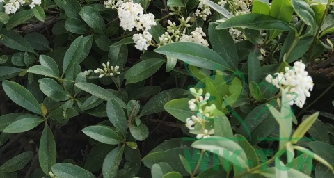 Ligustr pospolity 'Atrovirens'