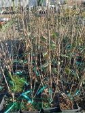 Ligustr pospolity 'Atrovirens'