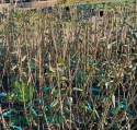 Ligustr pospolity 'Atrovirens'