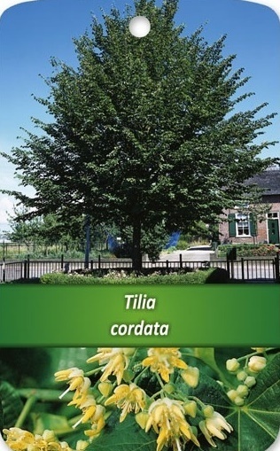 Lipa drobnolistna