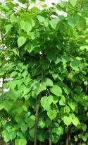 Lipa drobnolistna