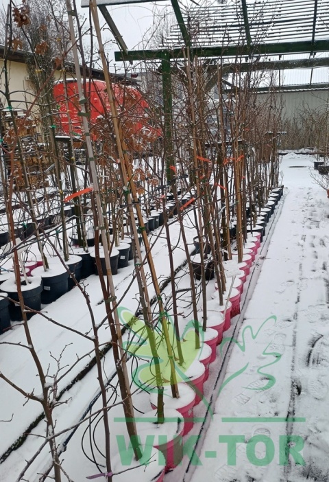 Lipa drobnolistna