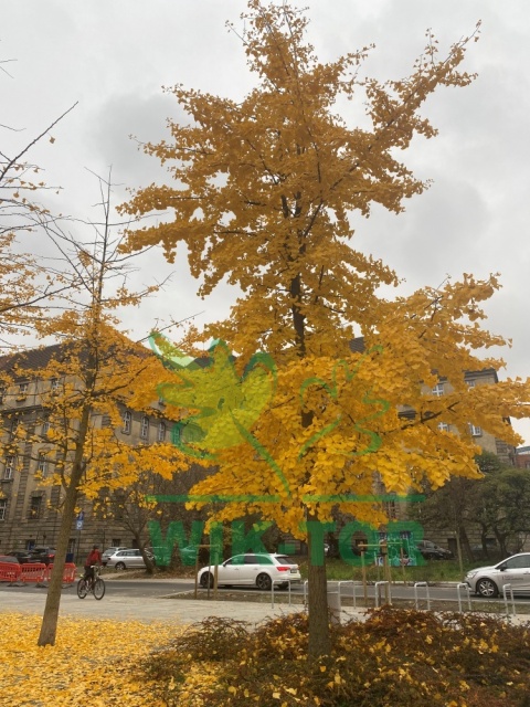 Miłorząb dwuklapowy
