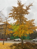 Miłorząb dwuklapowy