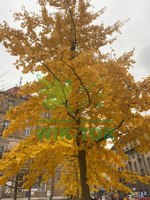 Miłorząb dwuklapowy