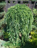 Modrzew europejski 'Pendula'