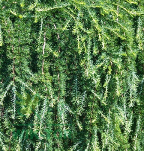 Modrzew europejski 'Pendula'