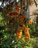 Rokitnik pospolity Friesdorfer Orange samopylny