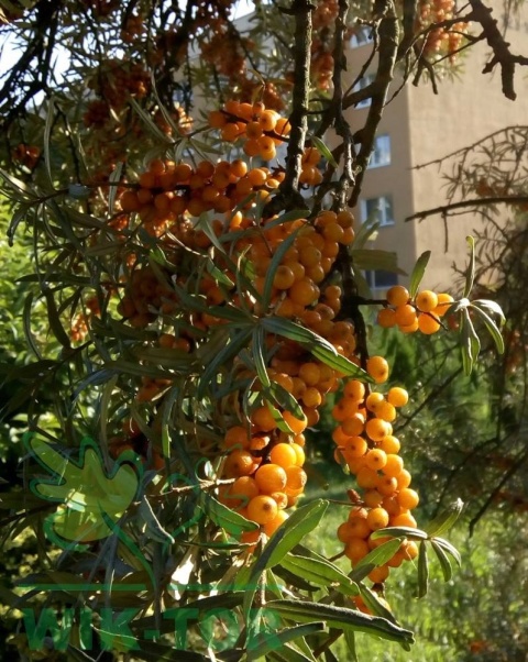 Rokitnik pospolity Friesdorfer Orange samopylny