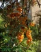 Rokitnik pospolity Friesdorfer Orange samopylny